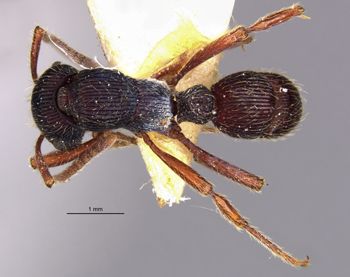 Media type: image;   Entomology 28988 Aspect: habitus dorsal view